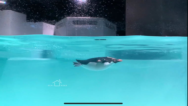 AOAOSAPPORO アオアオサッポロ 水族館　ペンギン